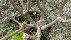 深く植えるべきか、そうでないか? アジサイの植え付けミスが株を枯らしてしまう恐れがある