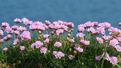 庭で最も過小評価されている植物：風や干ばつにも強い