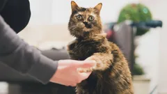 猫が明かしたがらない秘密:猫に「お手」をさせる方法