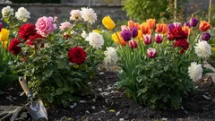 決してバラのそばに植えないでください。知らず知らずのうちに株を台無しにしてしまいます